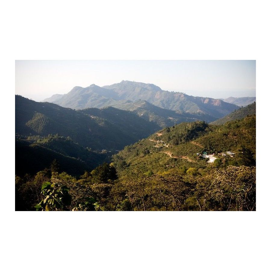 Guatemala Trés Maria, zrnjeva kava arabica