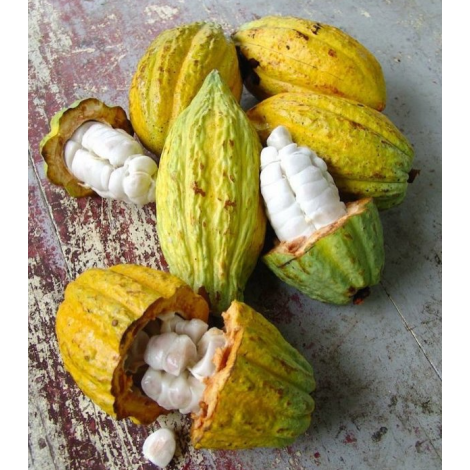 Čokoladna bonboniera Michel Cluizel "8 Cappuccino"