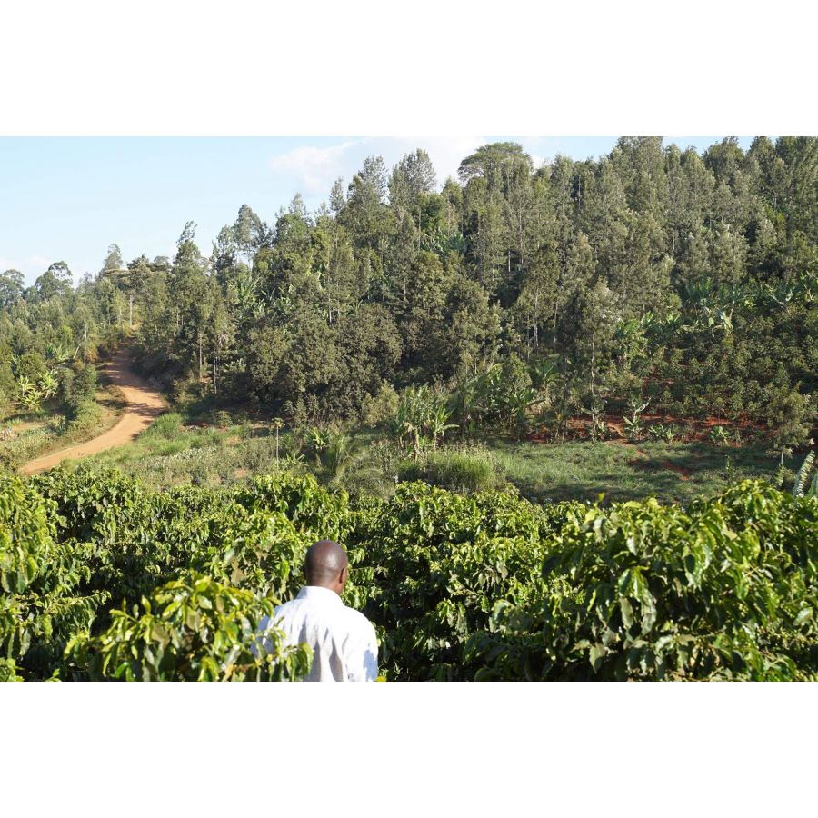 Nordbeans Kenija Gathinja PB 250g