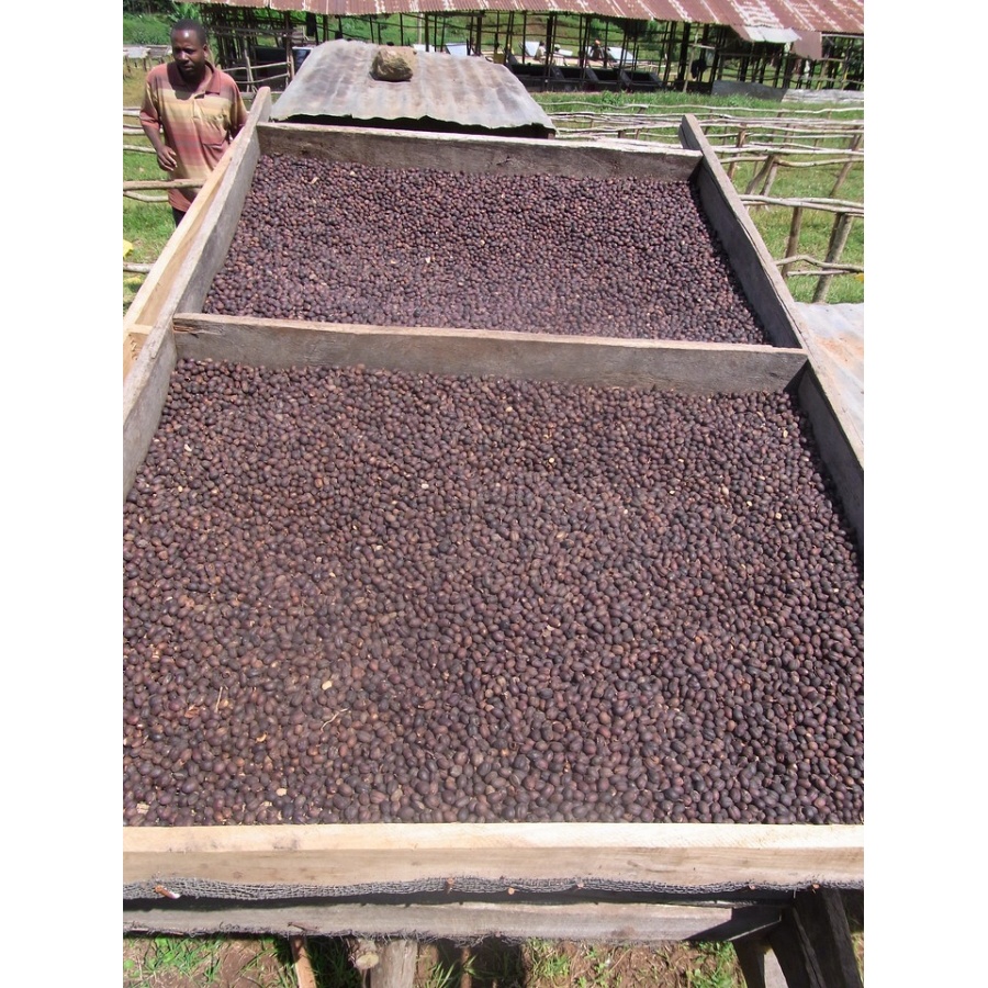 GourmetCoffee Specialty - Etiopija Chelbesa Natural 250g