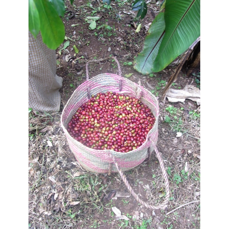 GourmetCoffee Specialty - Etiopija Chelbesa Natural 250g