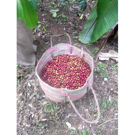 GourmetCoffee Specialty - Etiopija Chelbesa Natural 250g