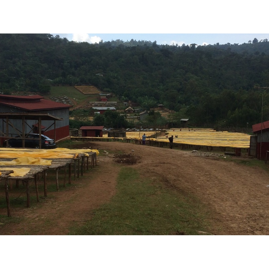 GourmetCoffee Specialty - Etiopija Chelbesa Natural 250g