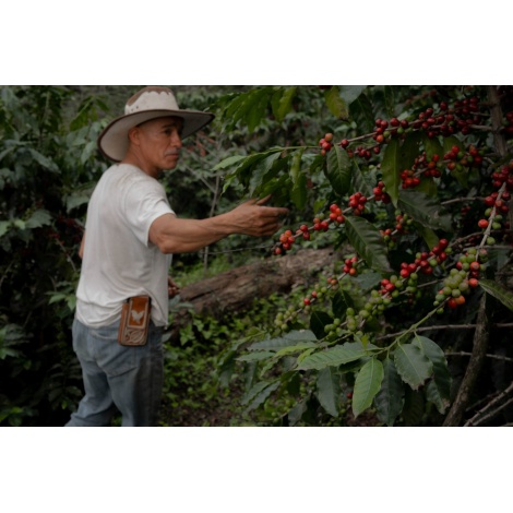 GourmetCoffee Specialty - Mehika SV Kitos 250g