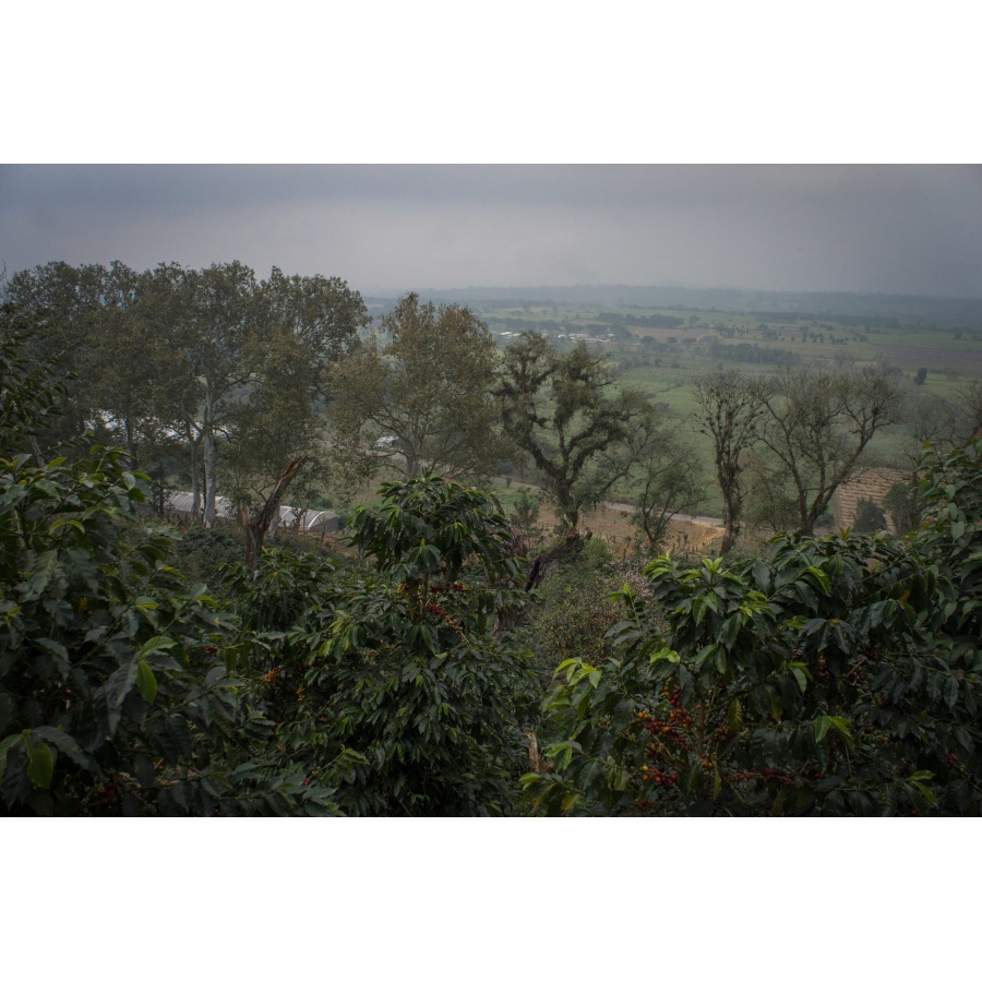 GourmetCoffee Specialty - Mehika SV Kitos 250g