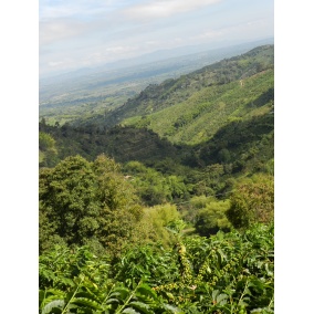 GourmetKava Specialty Kolumbija Tumbaga DECAF 250 g 2