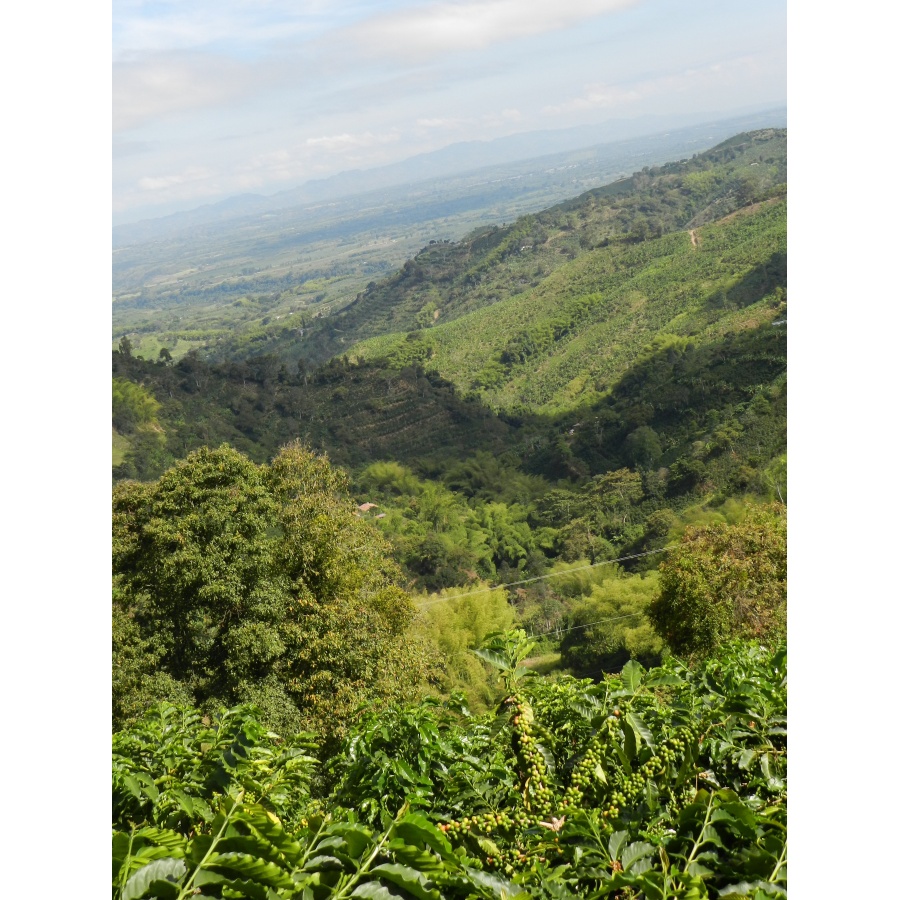 GourmetKava Specialty Kolumbija Tumbaga DECAF 250 g