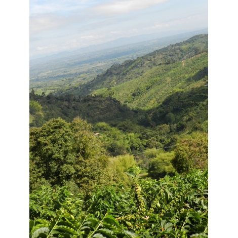 GourmetCoffee Specialty Kolumbija Tumbaga DECAF 250g