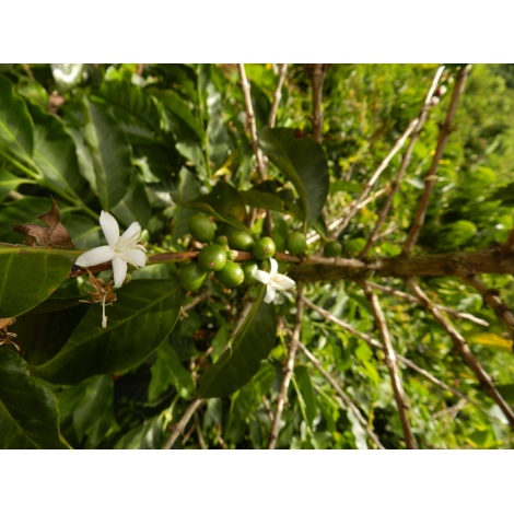 GourmetKava Specialty Kolumbija Tumbaga DECAF 250 g
