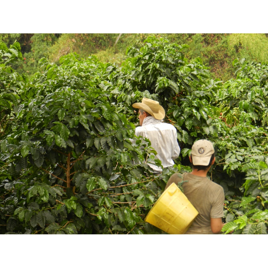 GourmetKava Specialty Kolumbija Tumbaga DECAF 250 g