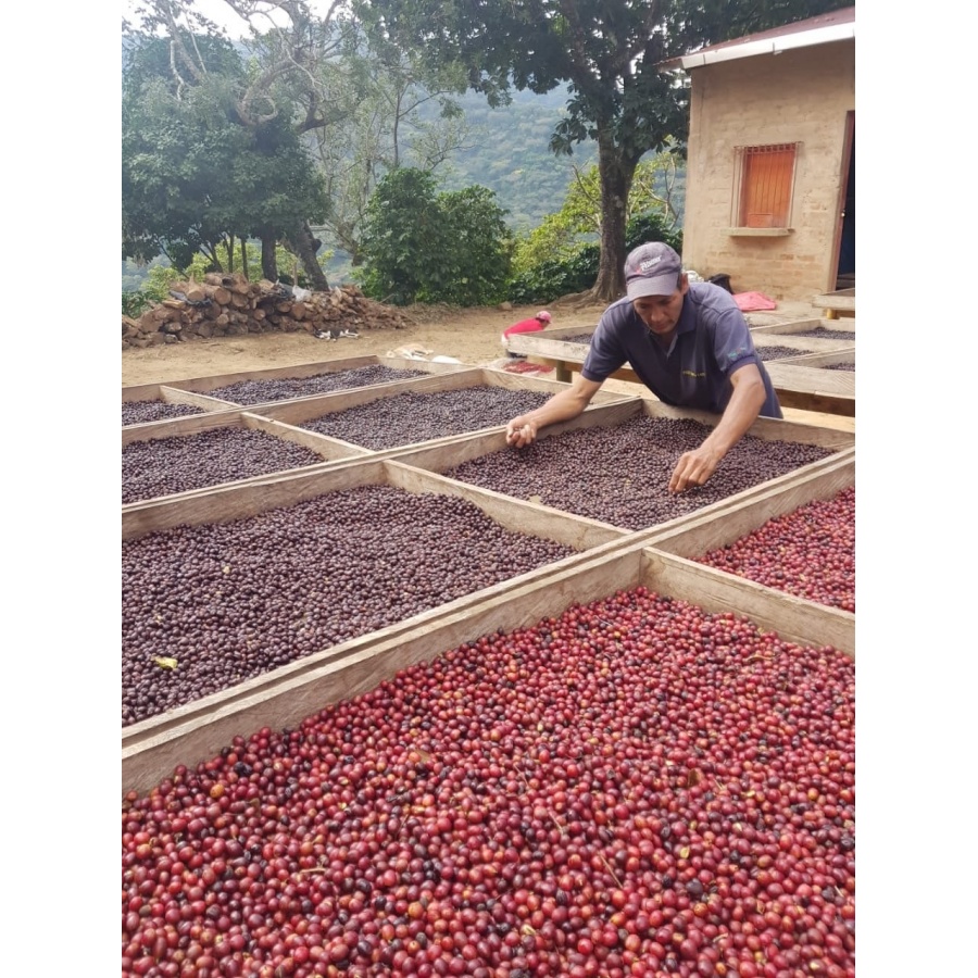 GourmetCoffee Specialty - Salvador V. Hermosa Anaerobic 250g