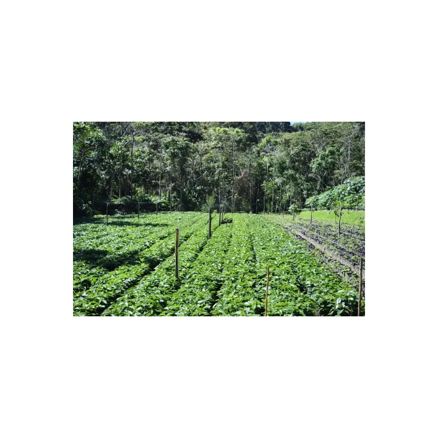 Beansmiths Nikaragva - Finca Aurora, 250g