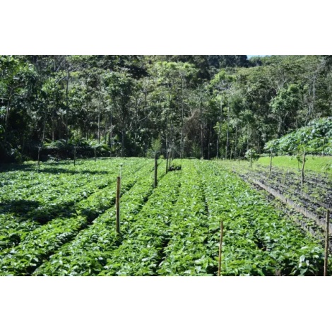 Beansmiths Nikaragua - Finca Aurora, 250g