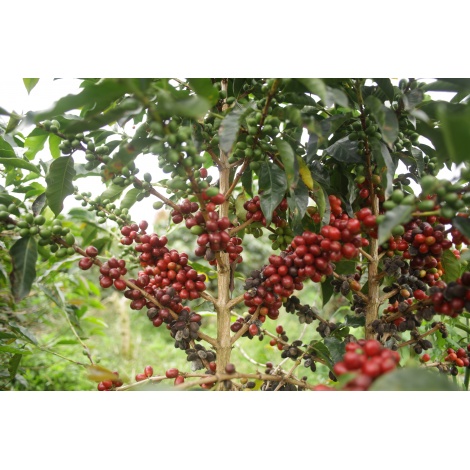 GourmetCoffee Specialty - Indonezija Aulila Kahfi 250g