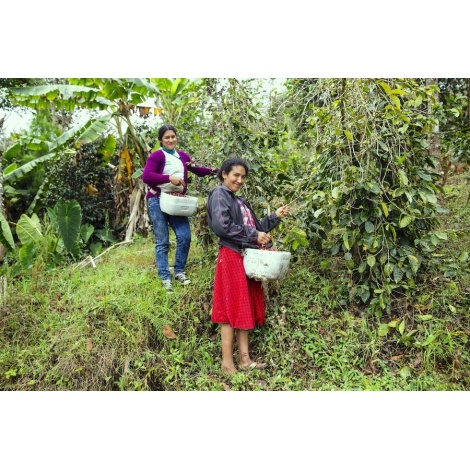 GourmetCoffee Specialty - Peru T. Sachez 250g