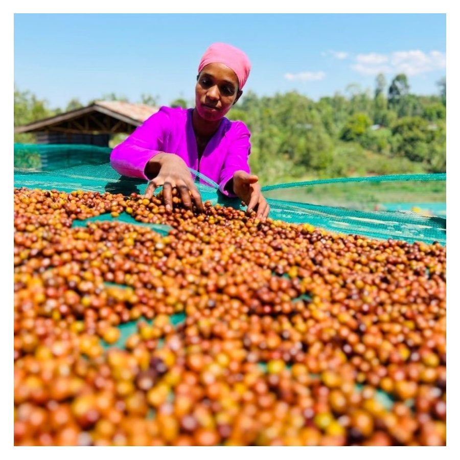 Nordbeans Etiopija FUNKY 250g