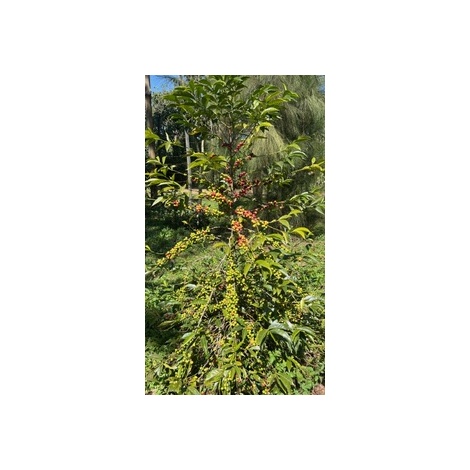 GourmetCoffee Specialty Ethiopia Uraga 250g