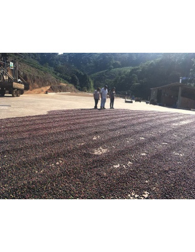 GourmetCoffee Specialty Brazilija Freitas ESP 250g