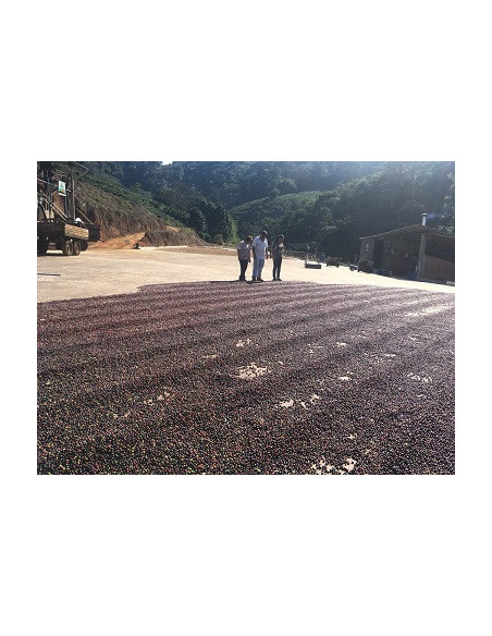 GourmetCoffee Specialty Brazil Freitas ESP 250g