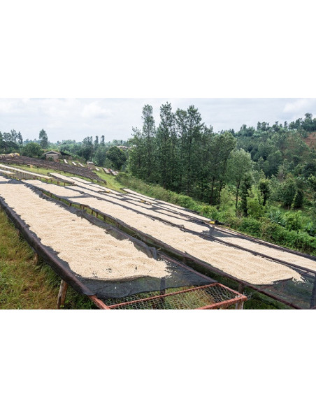 GourmetCoffee Specialty - Kenija Nyeri 250g