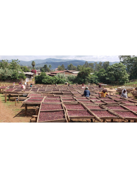 GourmetCoffee Specialty Ethiopia Dambi Natural 250g