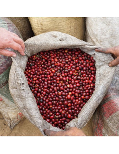 Nordbeans Rodolfo - ESP 250g 2