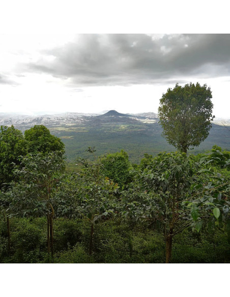 Nordbeans Rodolfo - ESP 250g