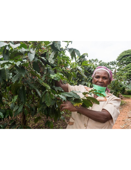 GourmetCoffee Specialty - Kenija Nyeri 250g