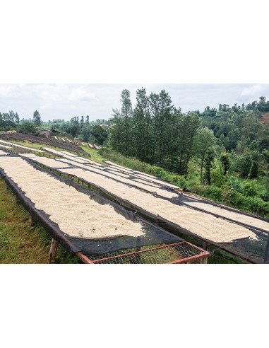 GourmetCoffee Specialty - Kenija Nyeri 250g