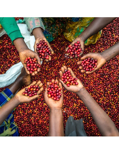 Nordbeans Funky Filtr Uganda 250 g kava v zrncih
