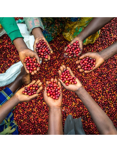 Nordbeans Funky Filtr Uganda 250 g kava v zrncih