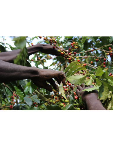 GourmetKava Specialty – Kenya Kiri 250 g