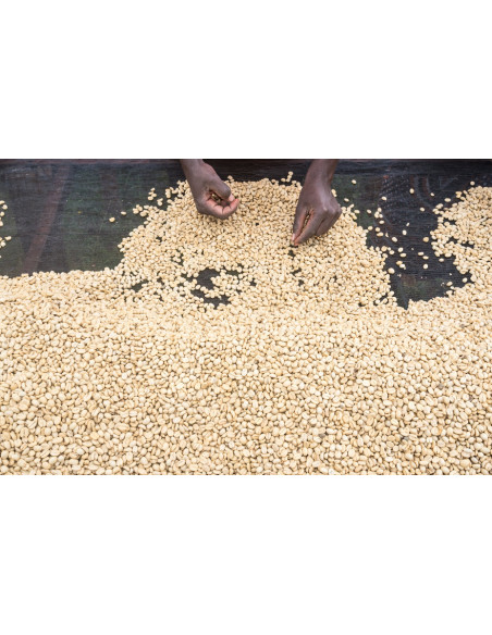 GourmetKava Specialty – Kenya Kiri 250 g