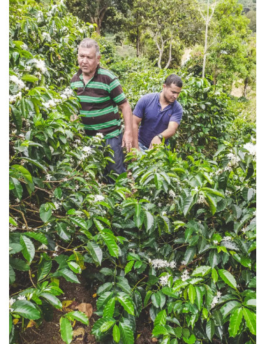 Kava Francin Kolumbija Finca La Providencia De Jeshua 250 g