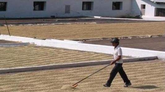 Metode predelave kave, zgodba o kavnem zrnu