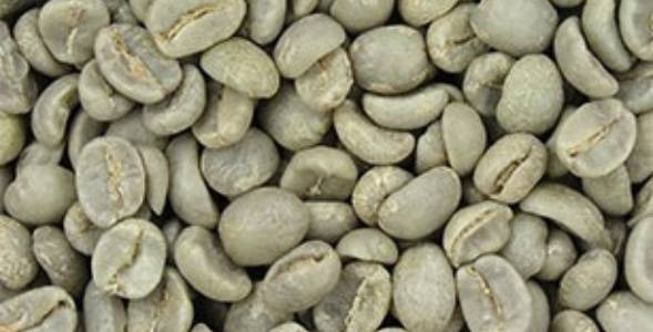 Zelena kava - kava za hujšanje in preprečevanje