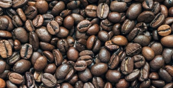 Vrste kavovcev in pridelava kave