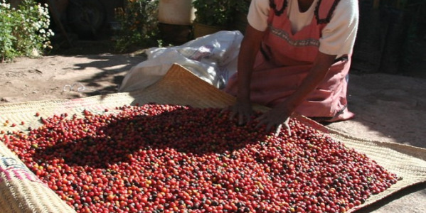 Kava iz pravične trgovine