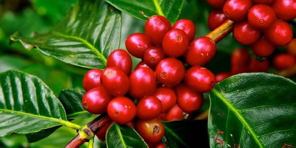 Ekološka kava, ekološka kava