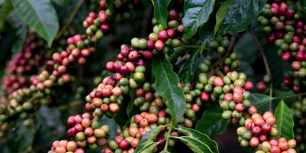 Kako in kje se kava prideluje?