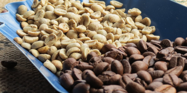 Priprava zelene kave s praženjem