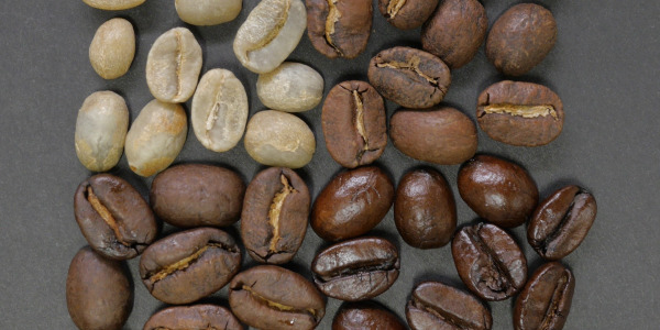 Primerjava kave Arabica in kave Robusta