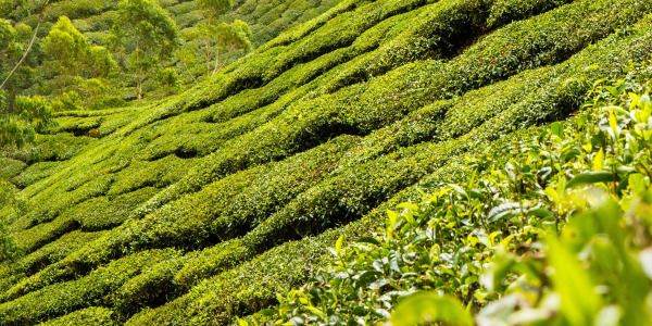Kako izbrati zeleni čaj