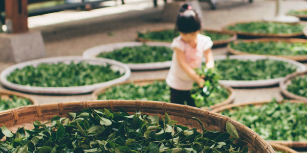 Zeleni čaj - ali poznate njegove učinke?