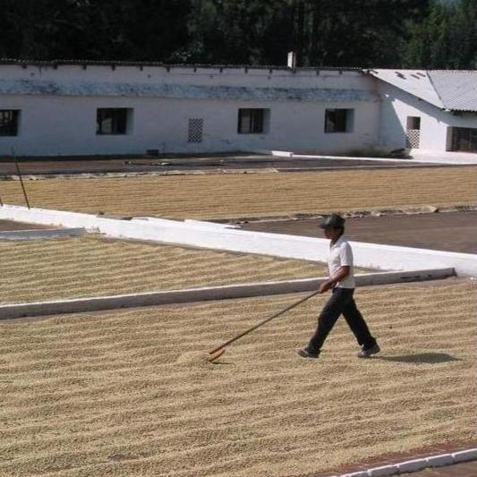 Metode predelave kave, zgodba o kavnem zrnu