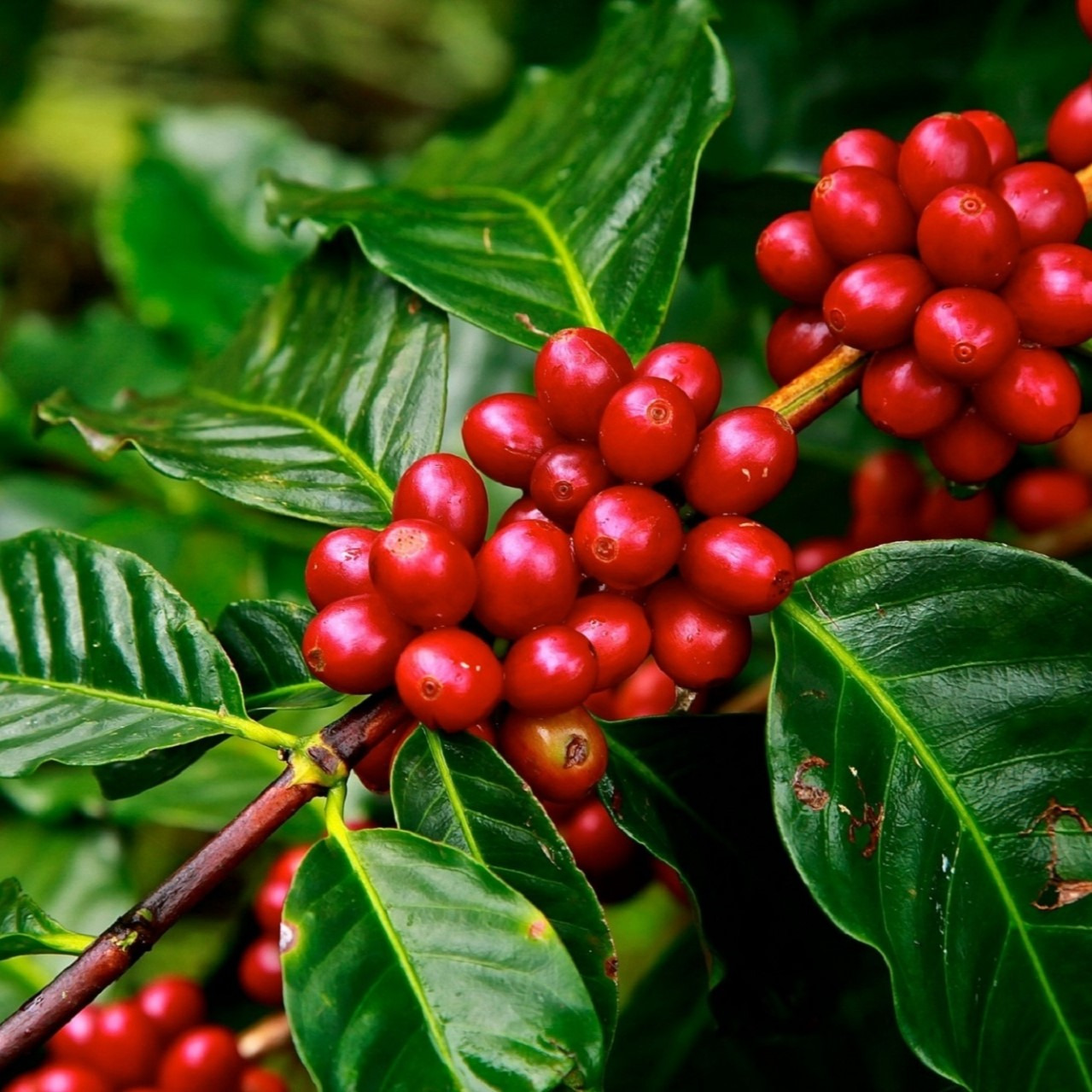 Ekološka kava, ekološka kava