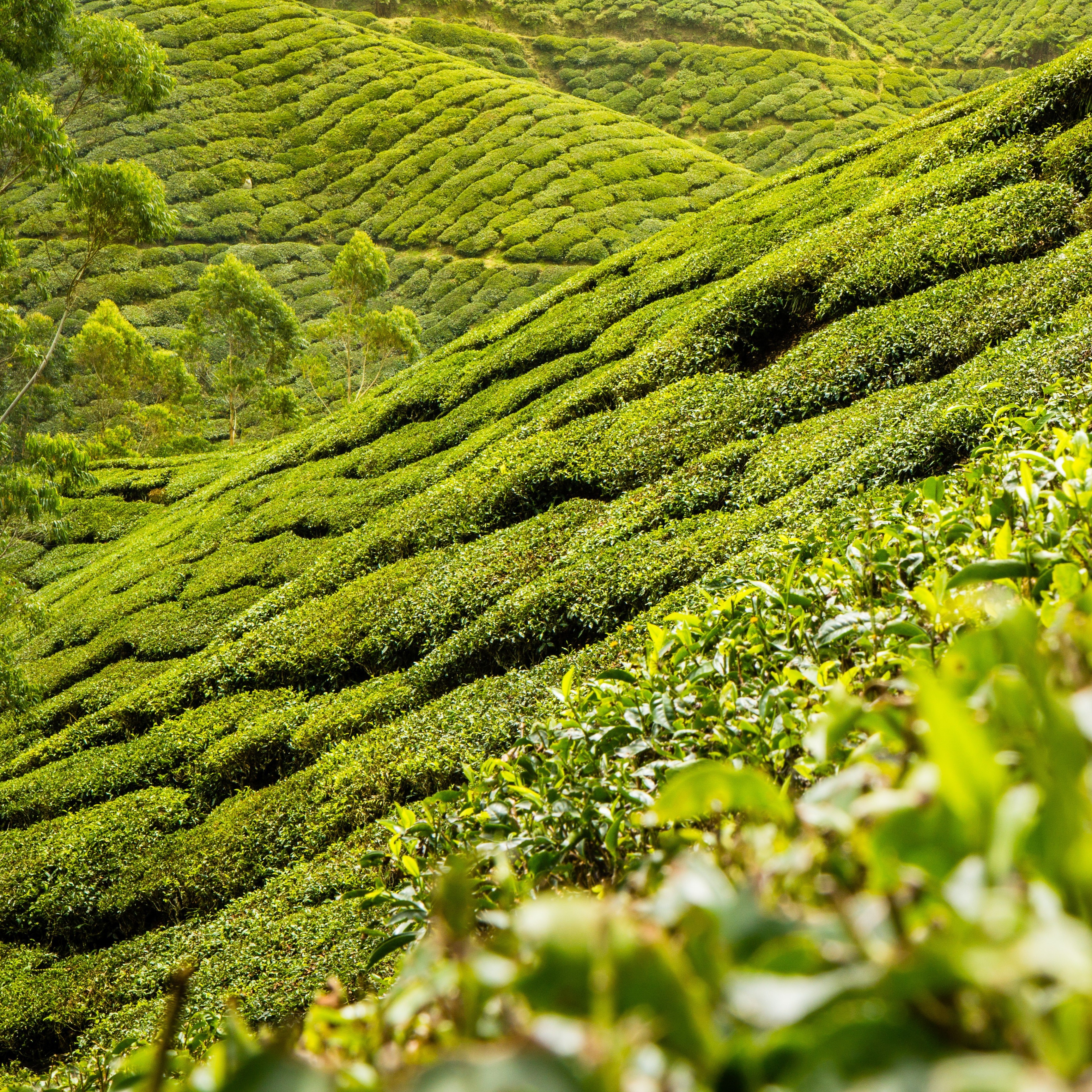 Kako izbrati zeleni čaj