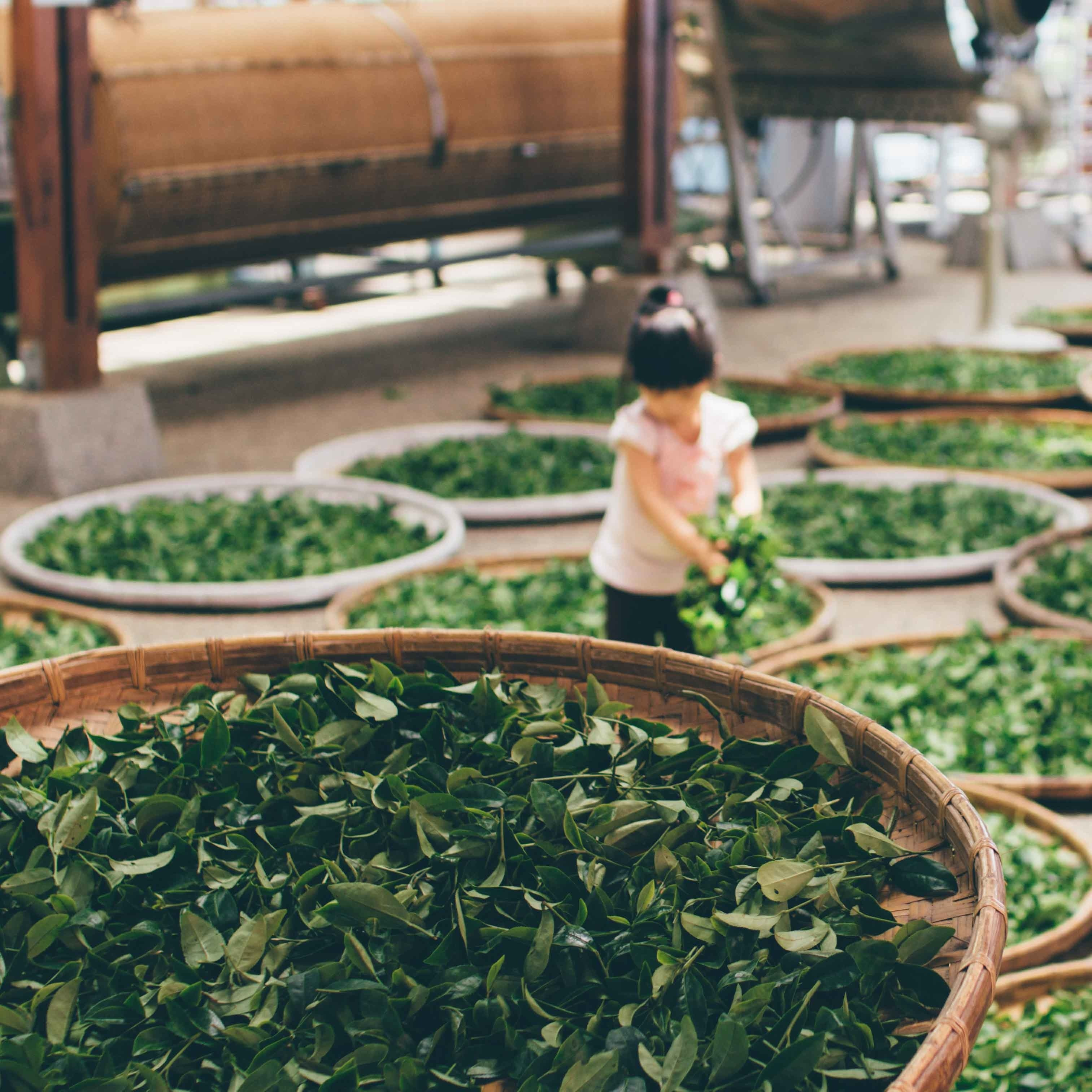 Zeleni čaj - ali poznate njegove učinke?